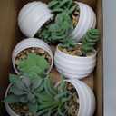 Der Rose Set of 6 Succulents Plants Artificial in Pots Small Fake Plants for Bedroom Aesthetic Living Room Shelf Bathroom Decor Office Desk Accessories (Green)