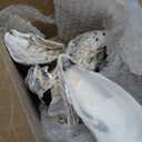 30Pcs 4"-6" Oyster Shells for Crafts Natural Large Oyster Shells for DIY Crafting Christmas Ornaments Decoupage Beach Decor Arts and Crafts Bulk Clam Shells Sea Shells for Chicken