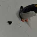 WitnyStore Tiny 1" Standing Rockhopper Penguin Figurine - Miniature Hand Made Ceramic Aquatic Flightless Marine Bird Antarctic Polar Animals Porcelain Decorative Collectible Figurines Dcor Gifts