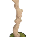 Green Indoor Floor Rubber Artificial Plant