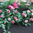 6FT Bendable Pink Flower Garland, Artificial Rose Vine Hanging Floral Garland with 3D Butterflies for Room Decor Wedding Trellis Fence Home Wall Decoration , Pink, 2pcs 