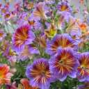 2 x 110+ PCS Chilean Morning Glory Seeds Mixed Color for Stunning Flowers Seed for Planting (EXP 11/25/26)