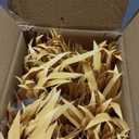Premium Mexican Style Artificial Palm Thatch Roof Rolls. 5 Lengths, 2 Colors. Waterproof. Easy Install. Ideal for Tiki Bars, Parties, Gardens & Fences (10ft x 16in - Straw Yellow)