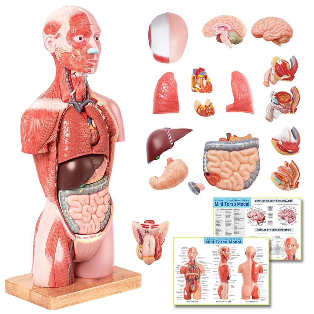 EVOTECH SCIENTIFIC 2025 New Human Body Deluxe Musculature Model, 16 Pcs Removable 17 inch Human Torso Anatomy Model with Heart Head Skull Brain Skeleton Model for Medical Student, Lab & Classroom Use