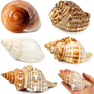 5PCS Extra Large Hermit Crab Shells | Natural Sea Conch Size 3" - 4.7", Opening Size 1.6" - 2.7" | Turbo Seashells for Hermit Crab Supplies and Beach Decoration Large Sea Shell
