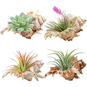 YZHZOM 4 Pack 4-5 inches Conch Shells for Decorating air Plant Holders Unique Succulent Pot Betta Fish Tank Decoration Aquarium dcor Fish House for Aquarium Beach Theme Party (No Plants)