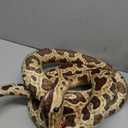 Clobeau 78 Inch Brown Snake Stuffed Animal, Lifelike Plush Snake Toy, Soft Stuffed Snakes Plush for Valentines Halloween Birthday Present Party Prank Prop, Stuff Reptile Animal Snakes Toys for Kids