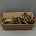 florisso Artificial Greenery Plants Outdoor, 5 Pcs Faux Coleus Plants UV Resistant Silk Plants with Stems, Fake Plants for Outside Garden Patio Hanging Planter Pathway Front Porch Decoration(Brown)