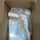 MediTrainer Foot Vascular Arterial Model, Foot Model, Human Size Foot Skeletal Model with Arteries - Detailed Anatomical Structure for Medical Research and Patient Education