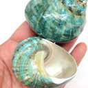 PEPPERLONELY 2 PC Natural Large Hermit Crab Shells, Green Blue Gade Turbo, 2-1/2 Inch ~ 3 Inch