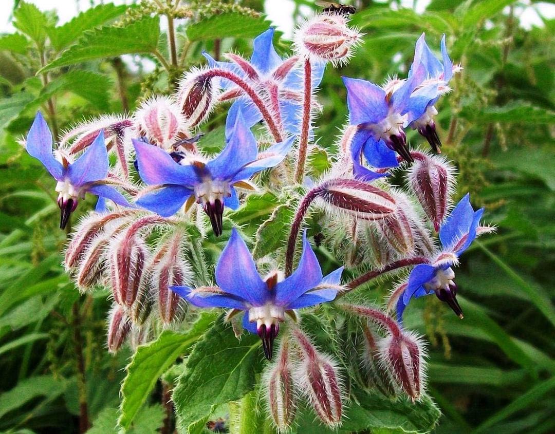 5 x Seeds Borage Starflower Cucumber Grass Annual Herb Indoor Non GMO Heirloom