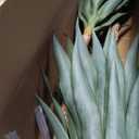 6FT Artificial Tree Faux Agave Plant Indoor, Tall Faux Plant with 3 Heads in Potted Silk Fake Tree for Home Living Rome Office Decor Housewarming Gifts