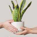 LE TAUCI Ceramic Pots for Plants, 6.8 Inch Plant Pots with Drainage Hole & Saucer, Modern Planter for Indoor Plants, Stable & Durable, Perfect for Living Room or Office Decor, White