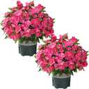 Artificial Flowers for Outdoors, 2 Set Fake Potted Flowers 12 Bundles UV Resistant Realistic Silk Faux Impatiens with Pot for Outside Balcony Garden Window Box, Rose