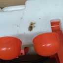Automatic Chicken Waterer with 10 Drinking Cups and Hose ExtensionsHose Adapters -Ideal for Chicks, Ducklings, Pigeons and Other Poultry. (Without Float Control, With Float Control)