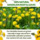 VIDA FARM 125 Dandelion Tea Bags - 100% Natural Dandelion Leaf & Root, Sugar Free, Caffeine Free, Non-GMO - Premium Dandelion Root Herbal Tea, Smooth Taste (EXP 03/14/27)