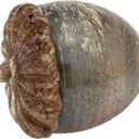 Boston International Glass Pumpkin Tabletop Shelf Dcor Autumn & Fall Decorations, Medium, Umber Grain Acorn