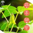 Eco-Lux Essentials 4.4lbs Premium Eco Soy Wax, White, Vegan Cruelty Free, Candle Making from Organic Farm 100% Natural SOYA Wax (4.4, Pounds)