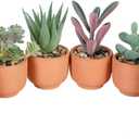 Nubry Mini Fake Plants in Terrine Pots Artificial Small Succulents Potted Faux Assorted Lifelike Plants for Home Office Desk Decor, Set of 6 (Orange Terracotta Pots)