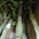 7.2ft Faux Bamboo Tree Artificial Nandina Tree Artificial Indoor Plants Realistic Fake Potted Tree with 800+ Leaves, Cement Planter - Home Office Decor Perfect for Housewarming Gift Non-Toxic