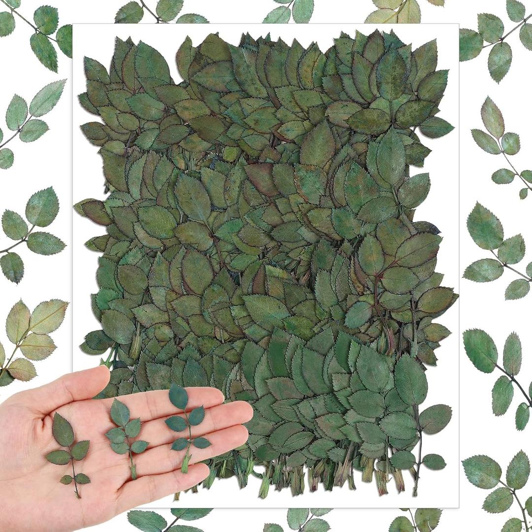 Fabbay 200 Pcs Real Dried Pressed Green Leaves Natural Rose Flower Dried Leaves Plant Greenery for Resin Art Arrangements Home Wedding Bouquets DIY Crafts Decors Card Scrapbooking