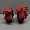 MELAJIA Poinsettias Artificial Christmas Flowers Tabletop Small Red Poinsettia Plant Artificial 9 Inch Faux Winter Flowers for Xmas Ornament Porch Home Garden Decorations(2 Pack)