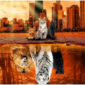 Jigsaw Puzzles 1000 Pieces Puzzles for Adults, Cat Tiger Puzzle Animal Adult Toys, 27x20 Unique Difficult and Challenge Large Puzzle Game Toys Gift (Dream)