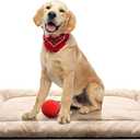 Dog Beds Crate Pad for Medium/Large Dogs Ultra Soft Dog Crate Bed Washable & Anti-Slip Kennel Pad for Dogs Cozy Sleeping Mat,Cream 36inch (36.0"L x 23.0"W x 1.0"Th)