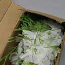 BSMYBO 60 Branches Wisteria Hanging Flowers White Artificial Wisteria Hanging Flowers Garlands Vine for Wedding Arch Party Ceremony Home Garden Backdrop Wall Decoration (4 Pack)
