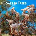 BrownTrout, Goats in Trees 2026 Wall Calendar