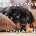 Rottweiler Puppy Calendar 2026 Wall 12 Month Monthly Rottie Puppies Rottweilers Gifts For Rottweiler Lovers Women Men Mom Dad | American Made In The USA