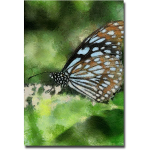 Trademark Art Butterfly in Blue Canvas Art by Lois Bryan, 16 by 24-Inch