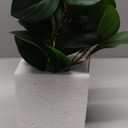 Juvale Small Artificial Ficus Plant Potted in Small Gray Cement Planter for Home Decor (11.8 in)