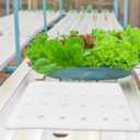DOITOOL 24 Hydroponic Sponges Planting Tool Planting Tray with 24 Holes Floating Gardening Plate Soilless Cultivation Sponges Cubes Tray for Small Bud Growth & Grow Seedlings, 23.62 x 15.75 x 1.18 inches