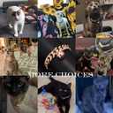 Rose Gold Cat Dog Collar Kitten Puppy Wide Stainless Steel Kitten Choker Curb Adjustable Chew Proof Cuban Link 1/2inch Chain with Rose Gold Bell Personalized Custom tag