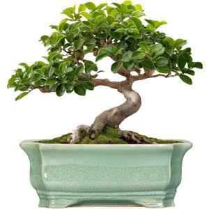 Bonsai Tree Pot 11.6 Inch - Ceramic Succulent Pots, Bonsai Planter for Indoor Outdoor, Decorative Plant Pot with Drainage Hole, Rectangular Flower Pot, Home Garden Decor, Garden Gifts, Green