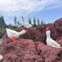 Tiny Garden Goose Fairy Garden Accessories Miniature Figurine Decoration for Micro Landscape Terrarium- 18 pcs Geese
