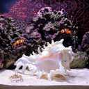 YZHZOM 5.5 to 6.3 Large Natural Conch Shell Fish Tank Hideout Fish Tank House Natural Conch sea Shells for Fish Tank,Air Plant,Home Decorations,DIY Crafts