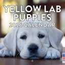 5 x Yellow Lab Puppy Calendar 2026 Monthly Wall Calender 12 Month | American Made In The USA