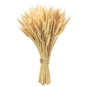 Phliofd 17.7 inches Dried Wheat Stalks, 100 Stems Dried Flowers 100% Natural Wheat for Home Kitchen Office Flowers Arrangement Wedding Table Christmas Farmhouse Boho Party Fall Décor