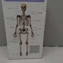 17.7“ Human Skeleton Model for Anatomy,Movable Arms Legs Bones Structures, 45CM