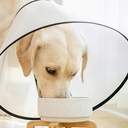 Dog Cone, S