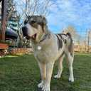 ADITYNA Cotton Dog Collar with AirTag Holder - Heavy-Duty Metal Buckle, Breathable, Easy Adjustable for Large & Extra-Large Breeds - for Walking, Training (Ocean Breeze, Fits 19-30" Necks)