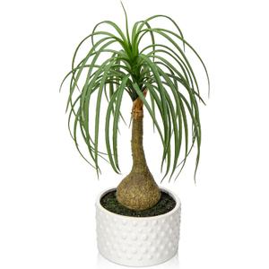 Hollyone Fake Plants Artificial Potted Plants Artificial Ponytail Palm Plant in Pots Faux Bonsai Plants for Office Table Desk Shelf Bathroom Bedroom Greenery Decoration Room Indoor Home Decor