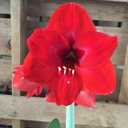Amaryllis Red Lion Growing Kit. Includes: Big Red Lion Bulb, Plastic Pot and Saucer, and Professional Growing Medium