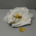 Adult Women's Costume Greek Goddess, Perfect for Halloween HC-064 (Medium)