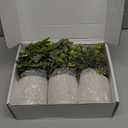 Der Rose 3 Pack Mini Potted Fake Plants Artificial Plastic Eucalyptus Plants Topiaries for Home Office Desk Farmhouse Shelf Room Bathroom Decor(Sage Green)