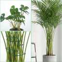 2 x 5 Pcs Plant Stakes for Indoor Plants, Reusable Iron Monstera Plant Support Structures Plant Supports for Indoor Plants Climbing and Thriving Growth Holders Gardening Accessories