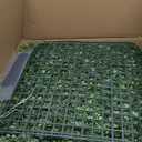 Grass Wall Panels, 20''x20'' 12pcs Artificial Boxwood Hedge Panels Privacy Screen, Green Wall Decor with UV Protection, Greenery Backdrop for Garden Indoor Outdoor Decor (Fern)