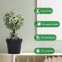 9.8 Inch Faux Topiary Boxwood Plant 2PCS Artificial Topiary Tree Fake Topiaries White Leaves Topiary Grass Balls Bathroom Plants for Home Bedroom Kitchen Office Room Decor